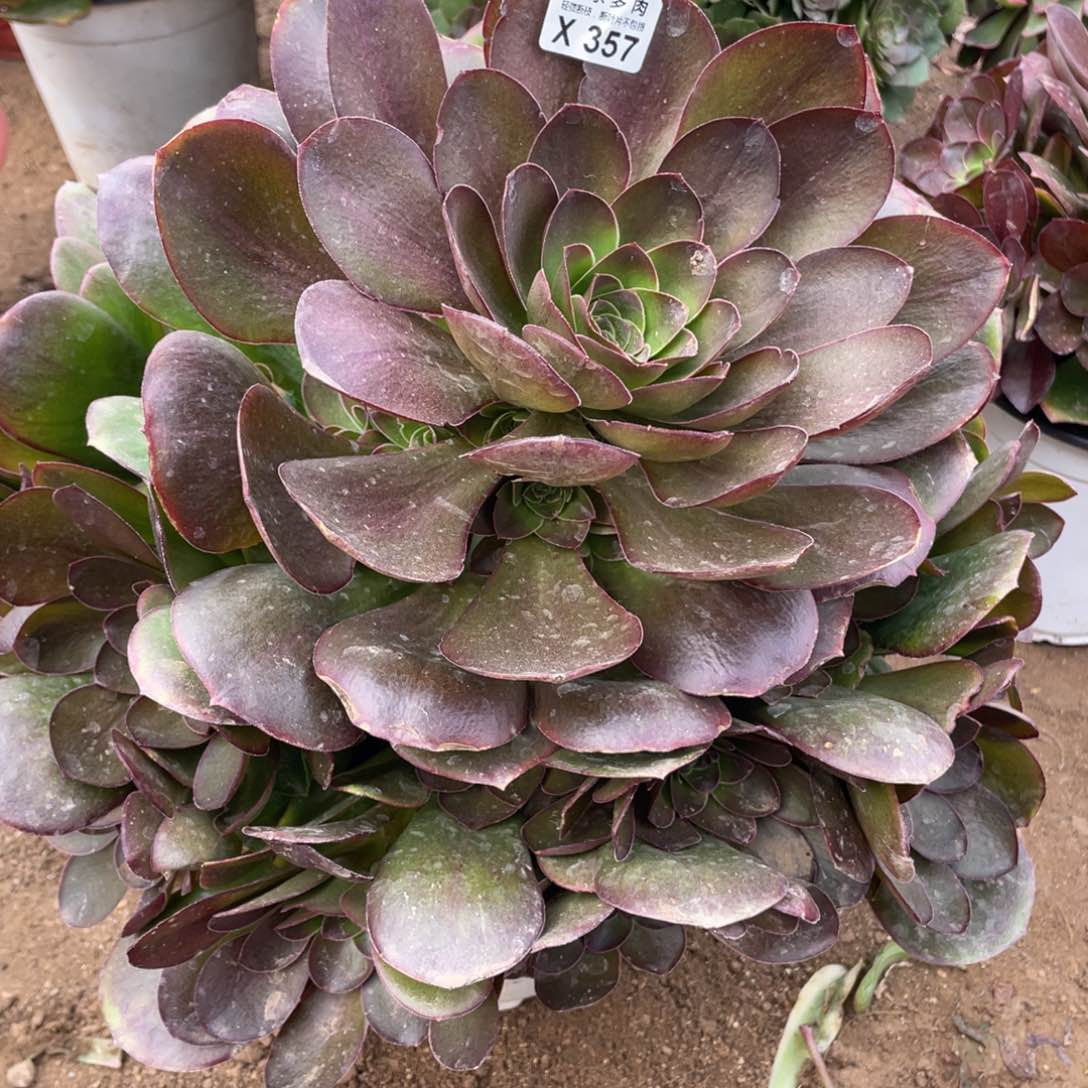 357魅金玫瑰多肉法师断枝不包