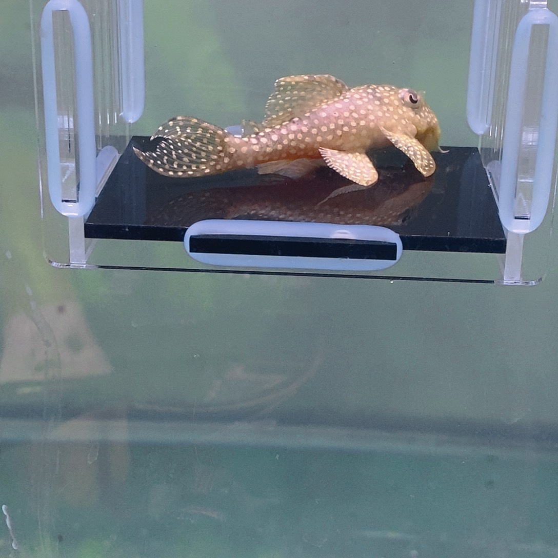 清道夫鱼27号136