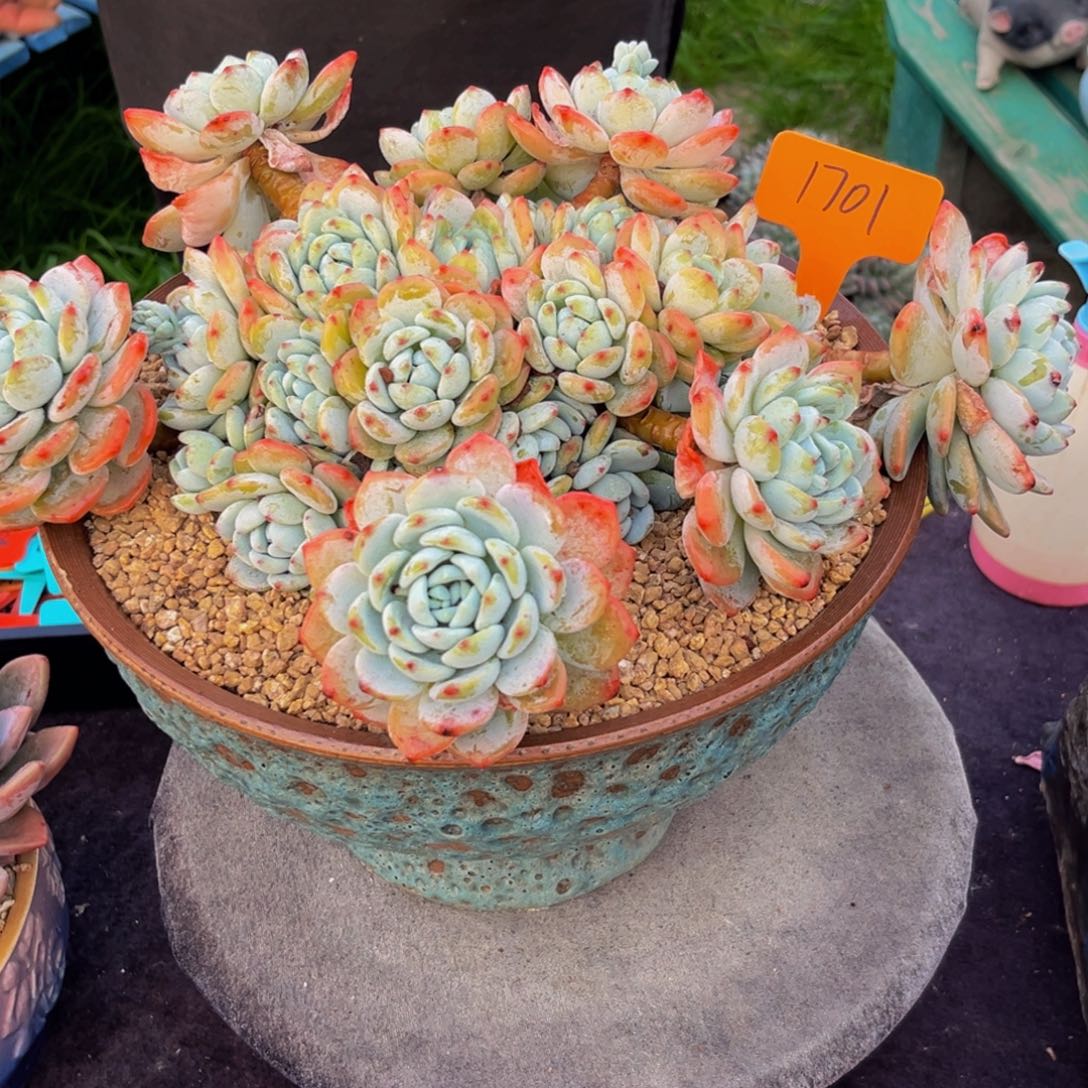 1701下午多肉植物群生