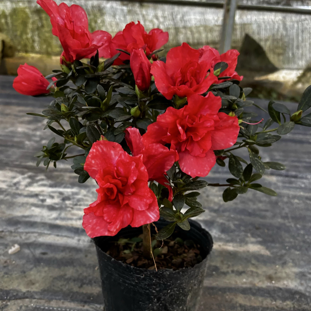 胭脂红杜鹃花 四季开花新品西洋杜鹃品种 