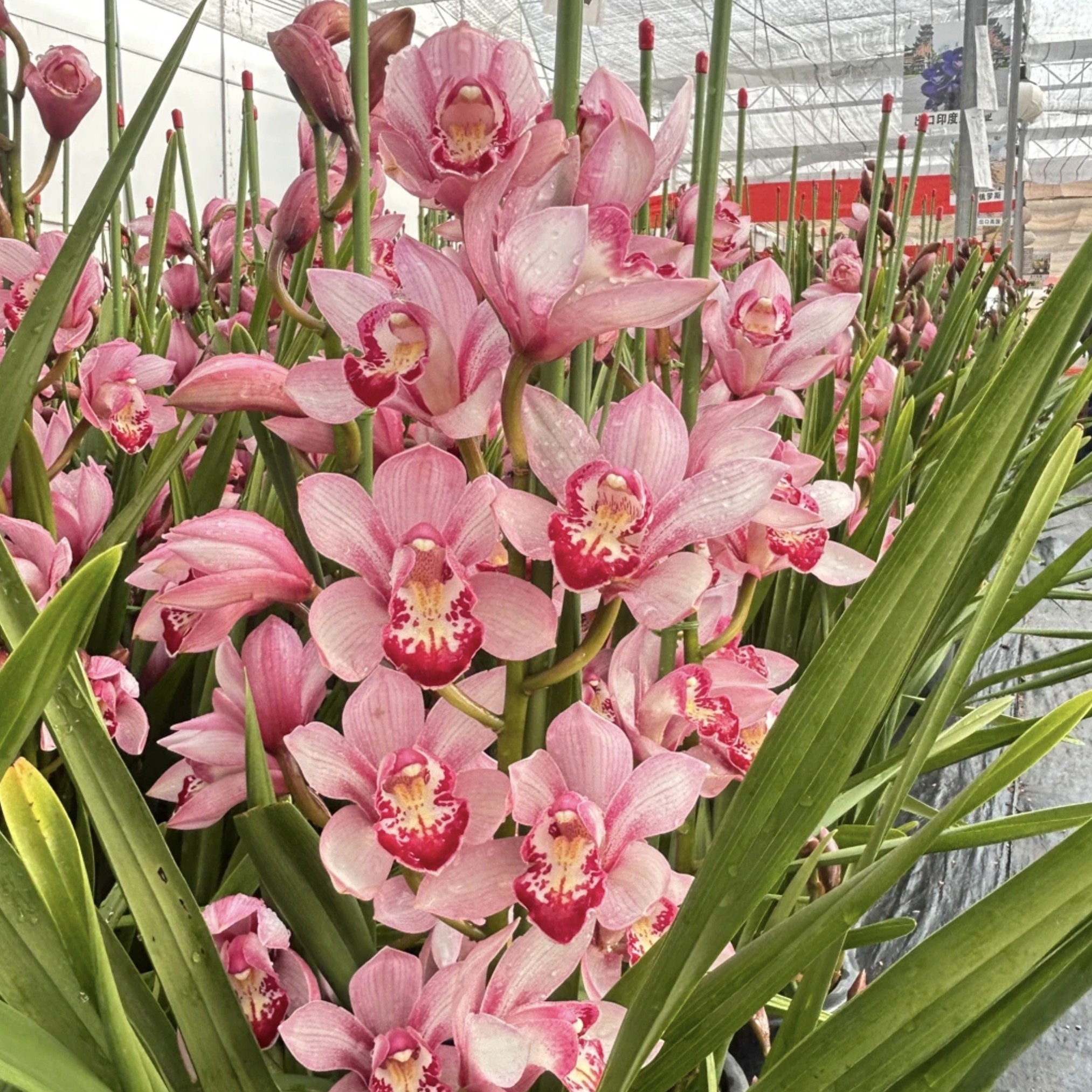 彩蝶大花蕙兰年宵花室内盆栽好养活带盆发货超长花期绿植