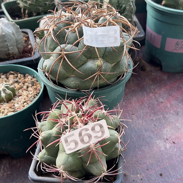 ℒ****仙人球568/569两颗