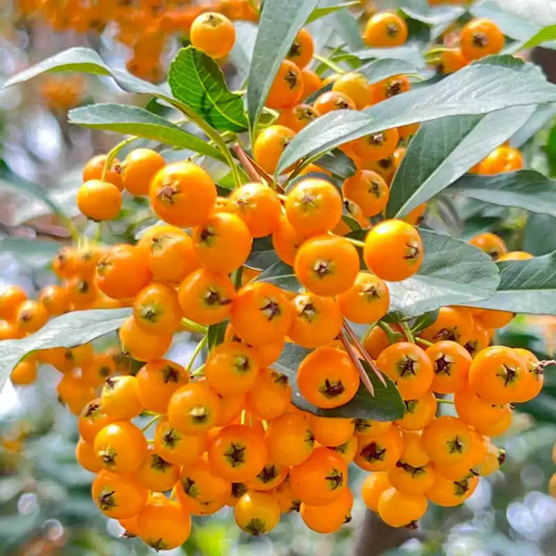 各种掌上盆景，盆景素材10-59（一物一拍，直播间专用，请勿私自下单）