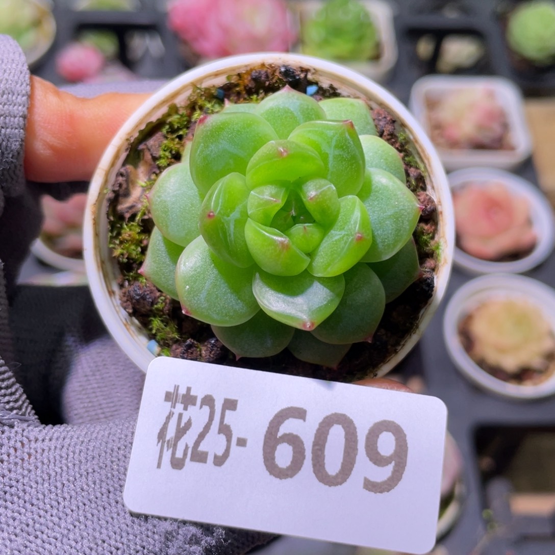 花利美25-309珍妮