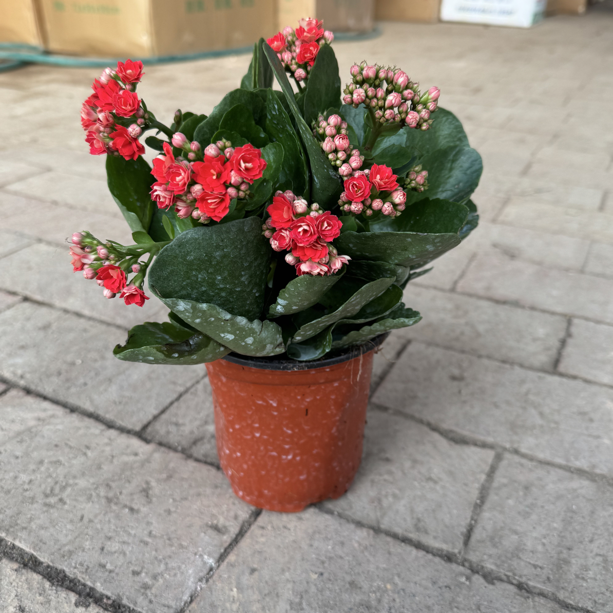 两盆长寿花盆栽花卉四季开花带花苞
