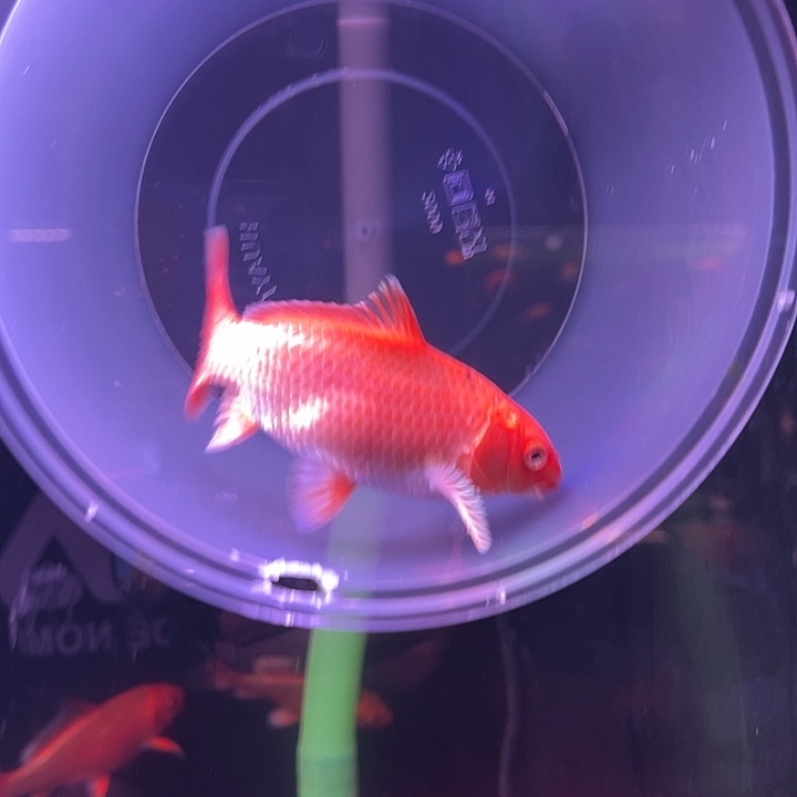 海水鱼精品蝴蝶鲤