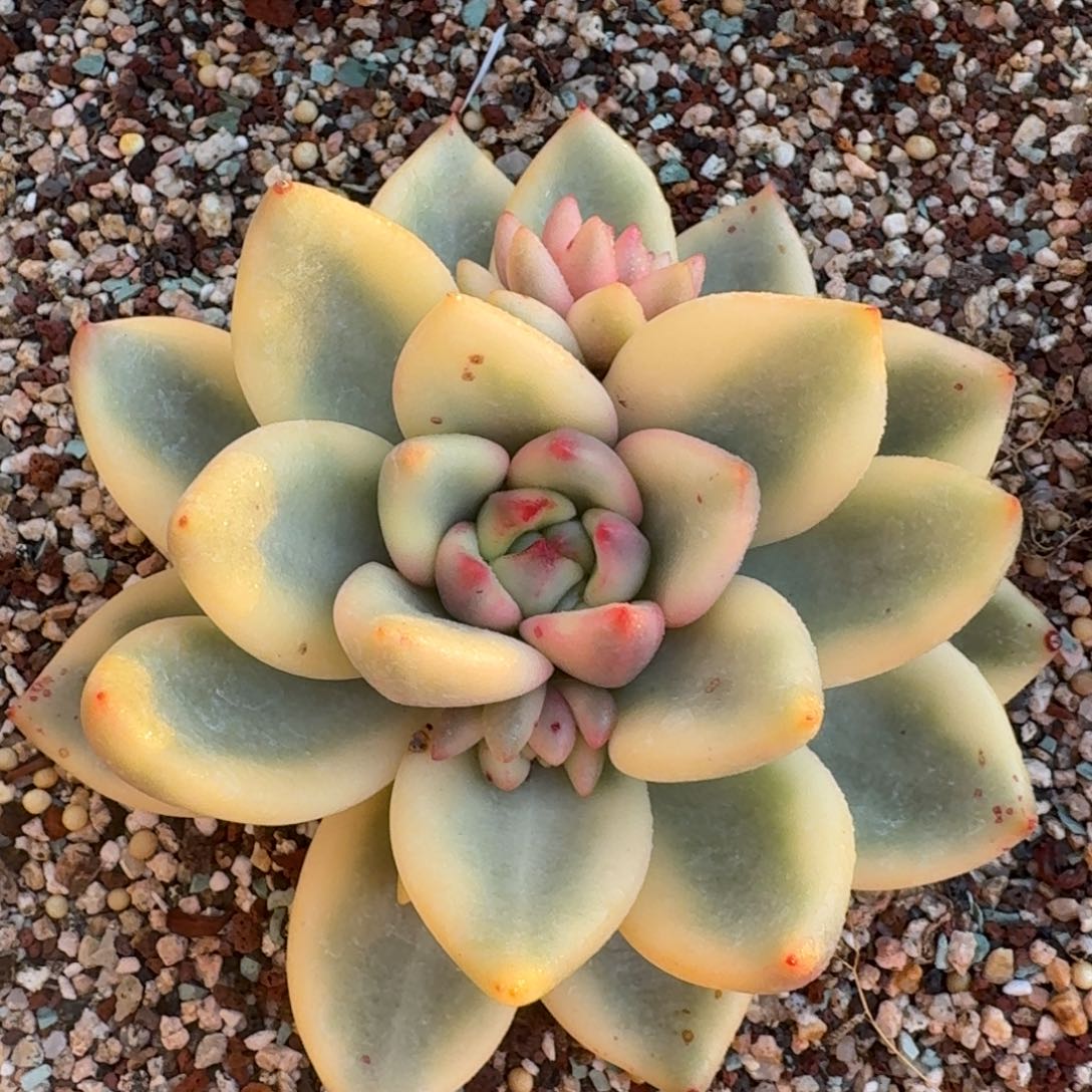 从前慢多肉精选编号1218.22222