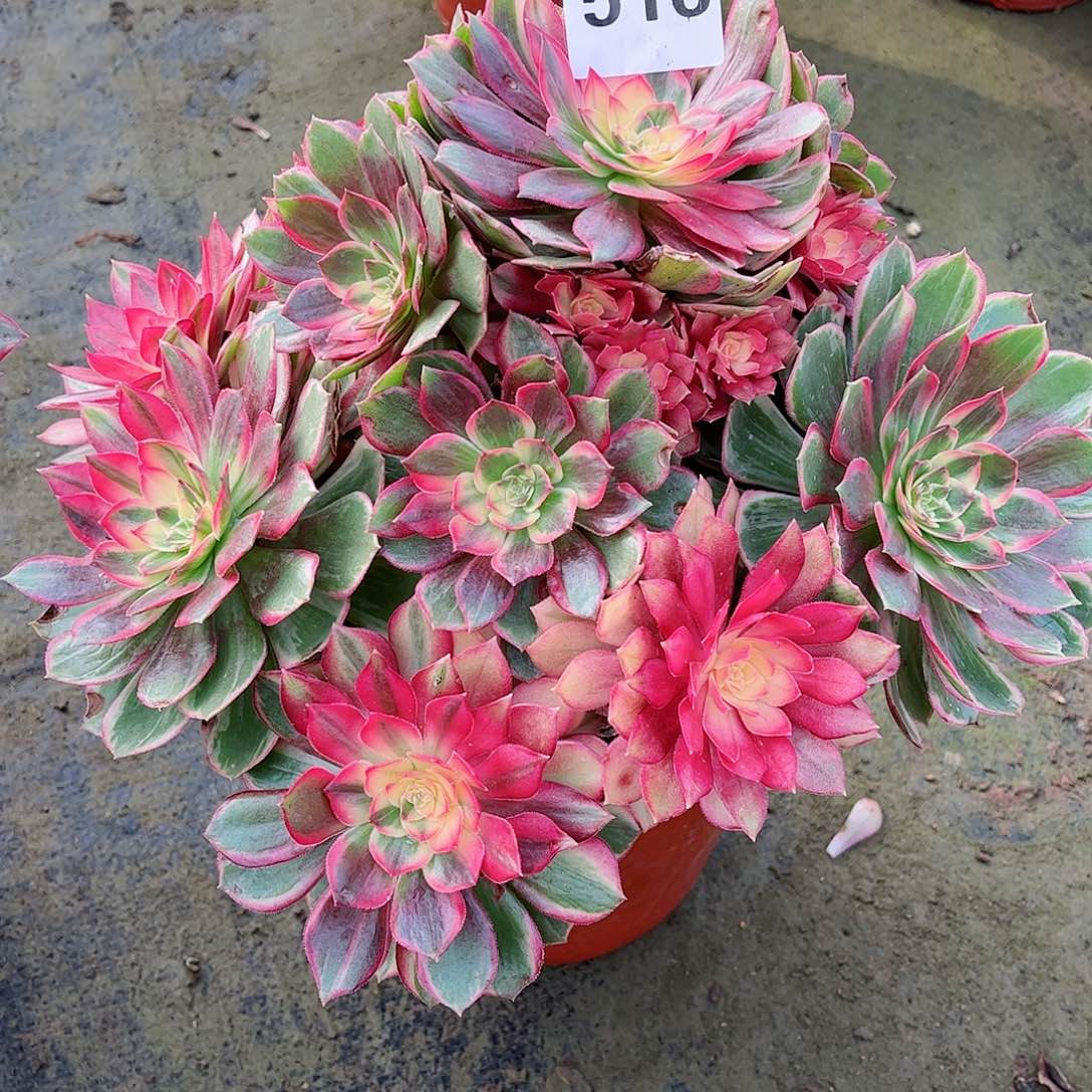 无花朵淡**生多肉植物516