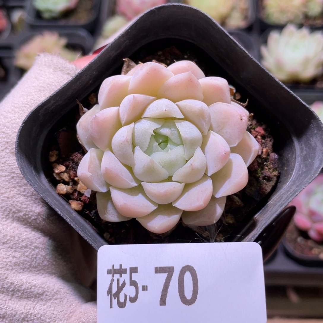 花利美5-70白月影