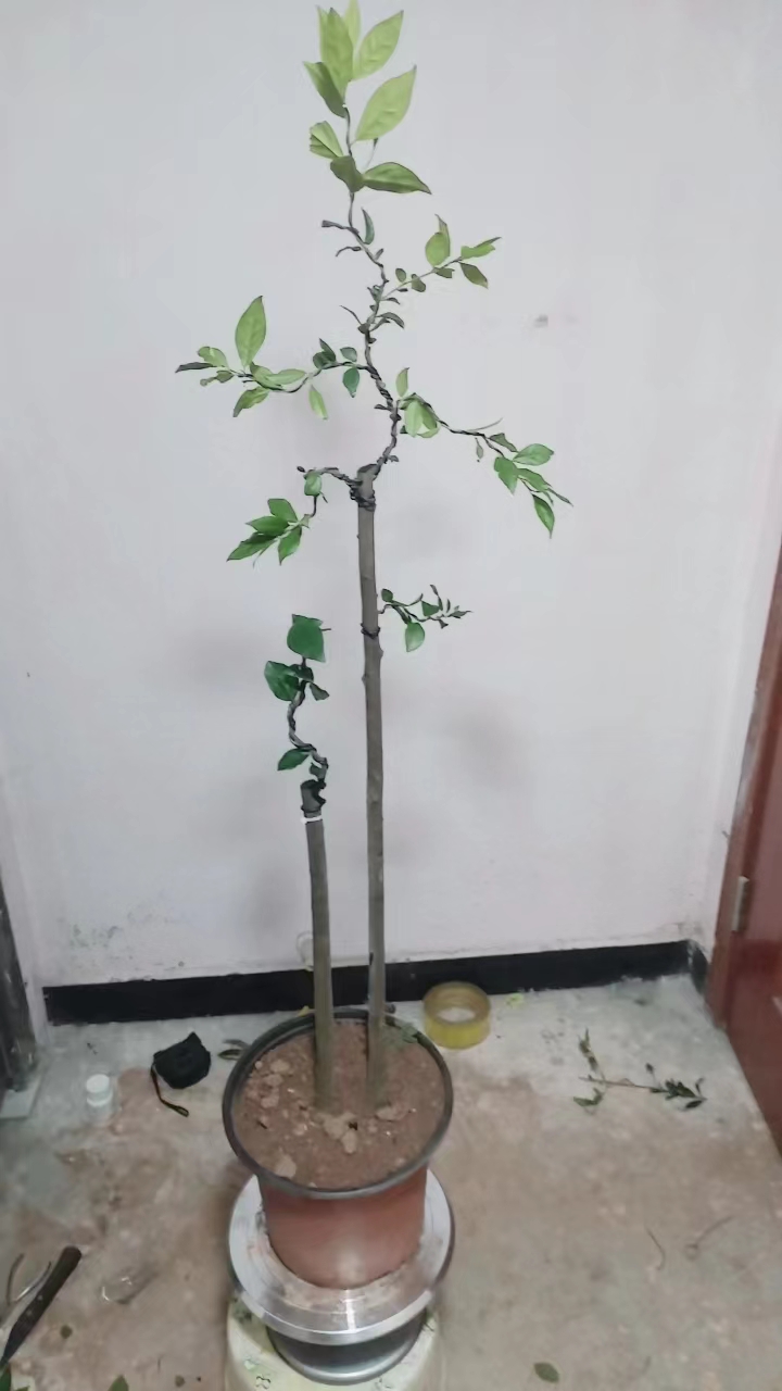 金弹子盆景2号购买链接（直播专用链接）