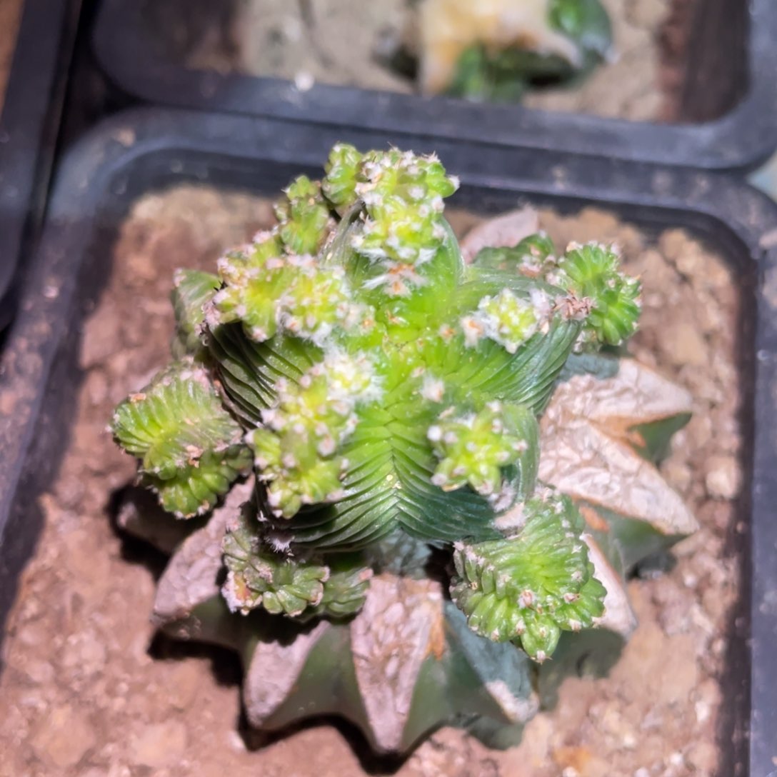 五星花笼群体 仙人球