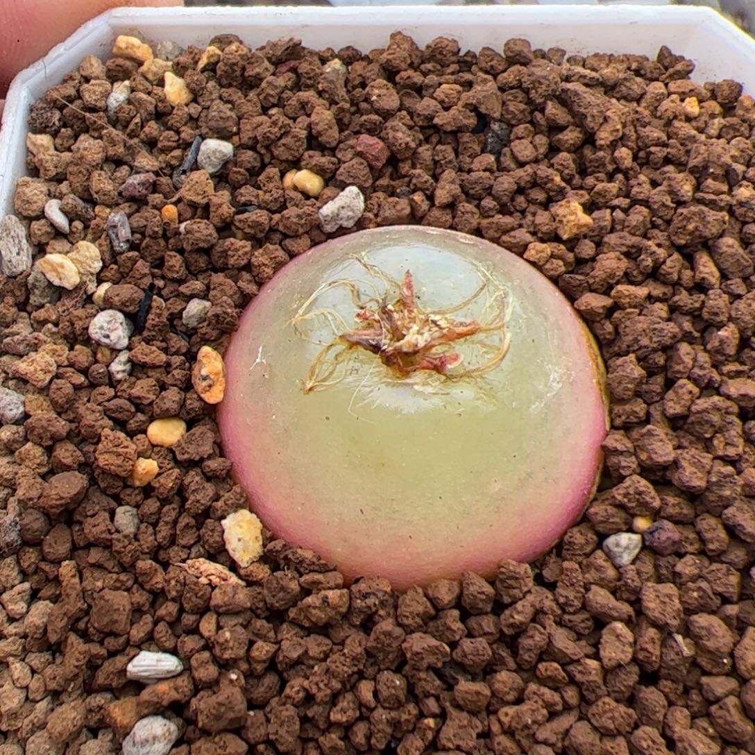 0686号灯泡 多肉植物