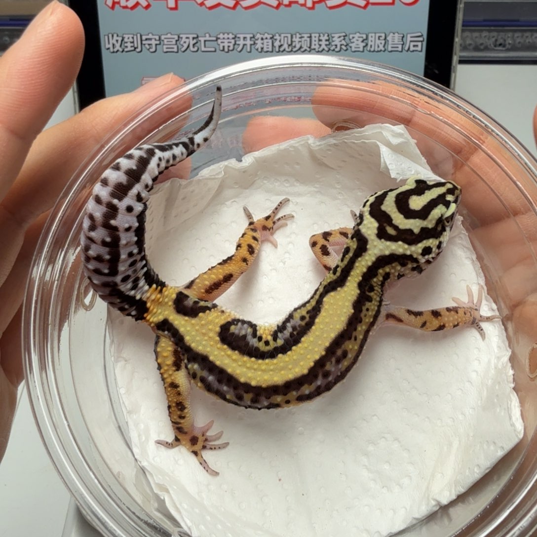 豹纹守宫土匪弟弟