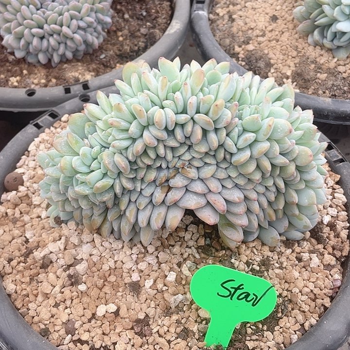 橙梦露缀化小树桩一物一拍