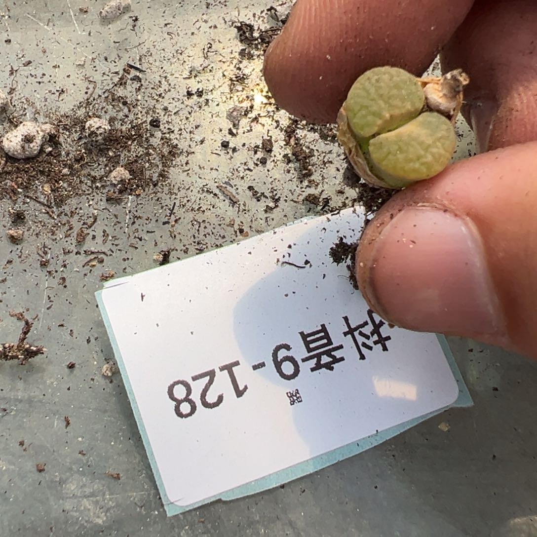 9-128量拍班克雪花磁铁风铃一颗