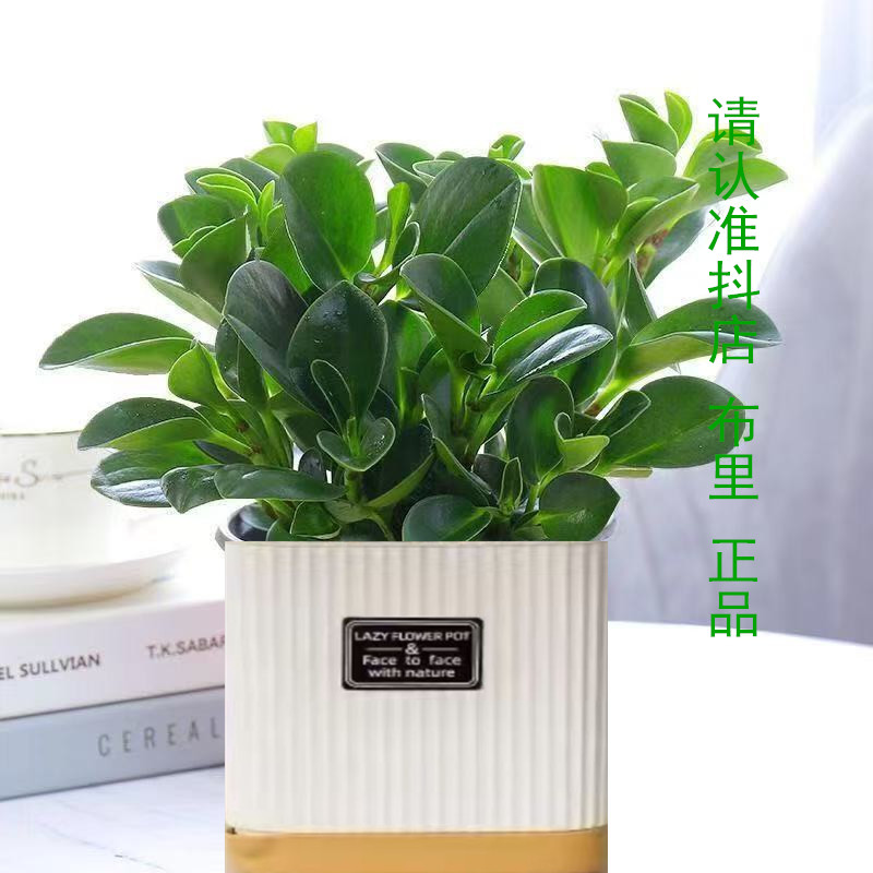 专属【吸烟鬼】碧玉豆瓣绿室内绿植盆栽植物净化空气好养易活