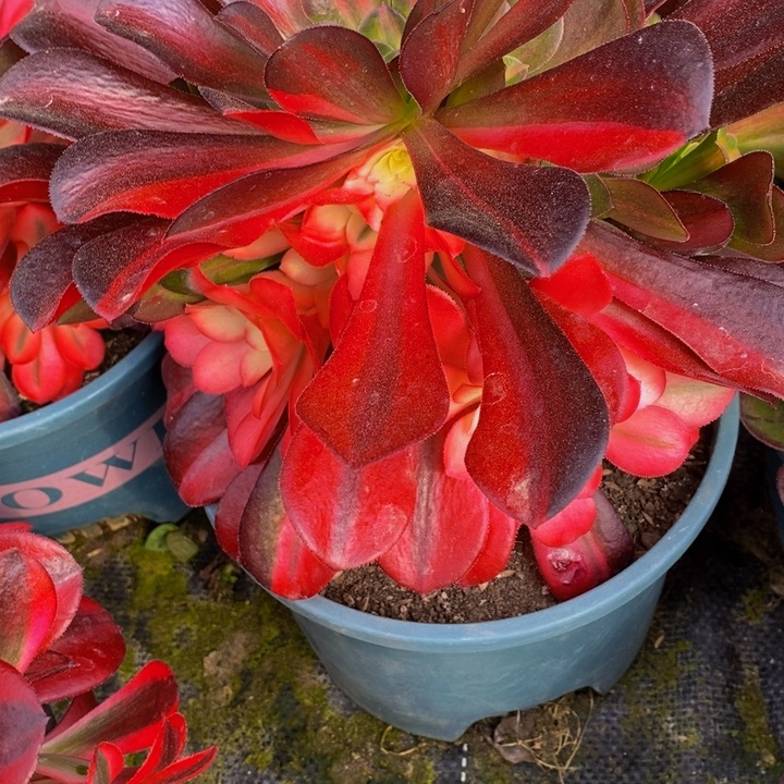 花脸ne美杜莎一颗多肉植物
