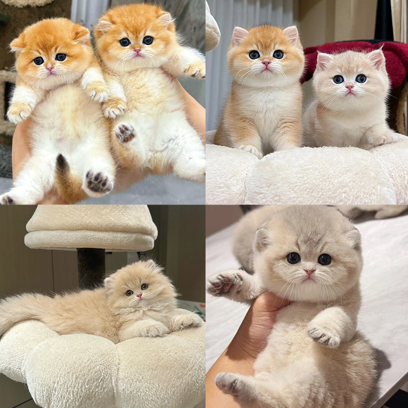 可爱金渐层蓝金渐层等全品种猫直播一对一挑选