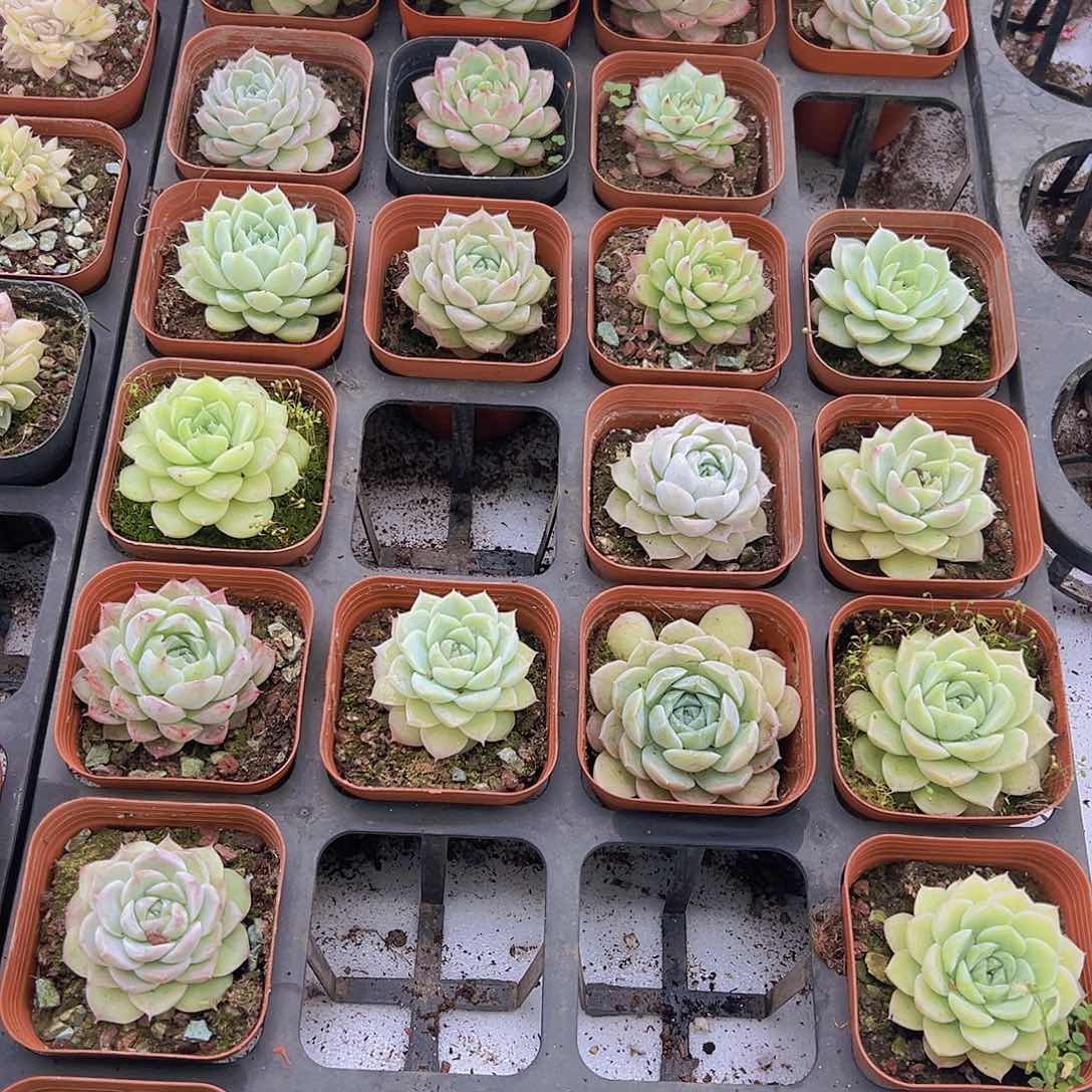 麦杆单头7个19包邮