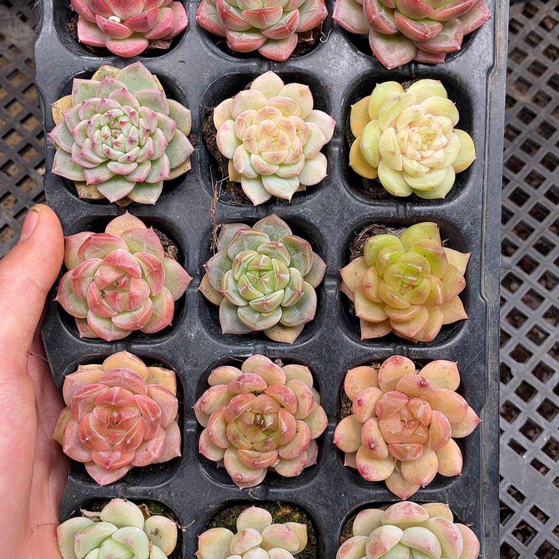 多肉一物一拍15-110