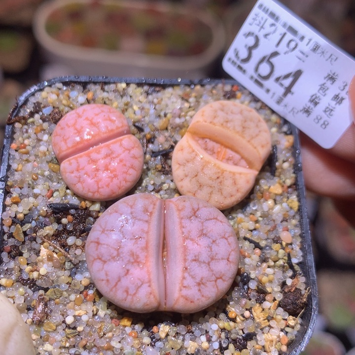 精品生石花219.364拿铁