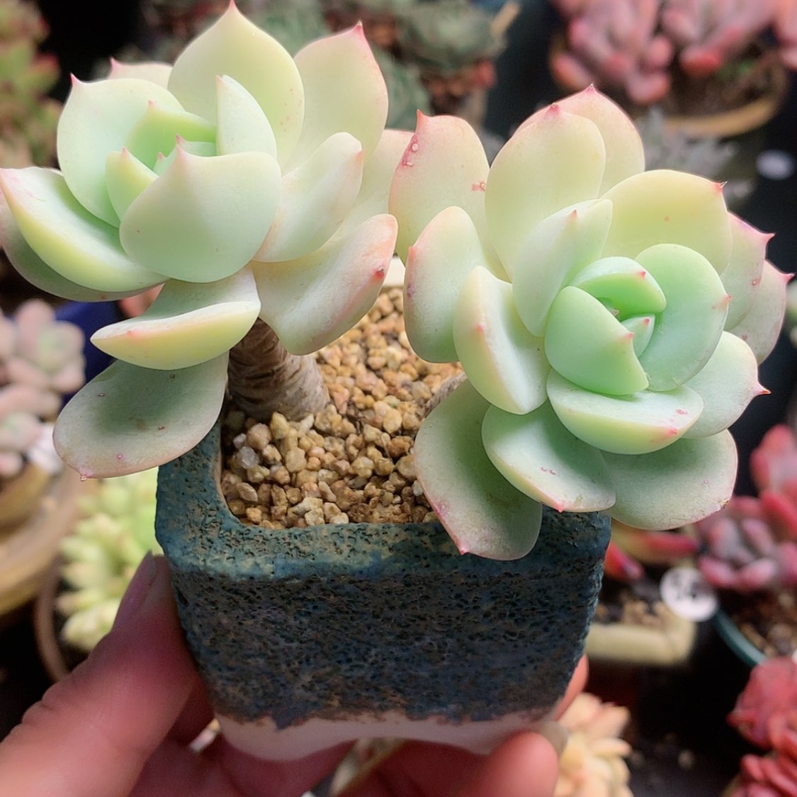 【闪购商品】恋曲带盆