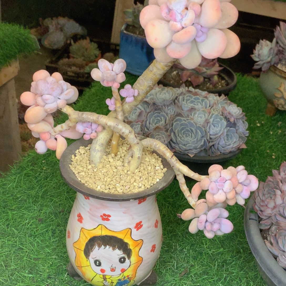 友家多肉一物一拍