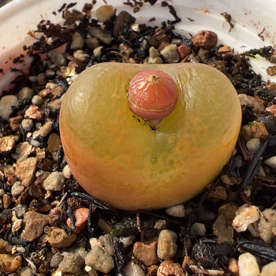 752多肉植物组合