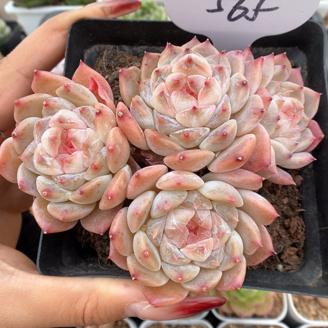 糖心粉魄可拍565号。