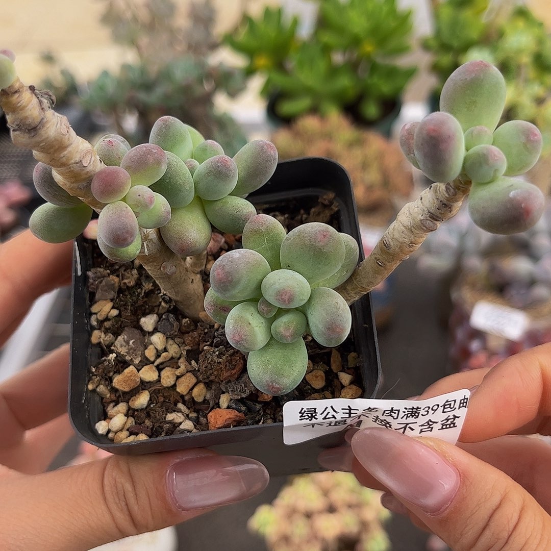 446-一代苹果奶多肉5cm