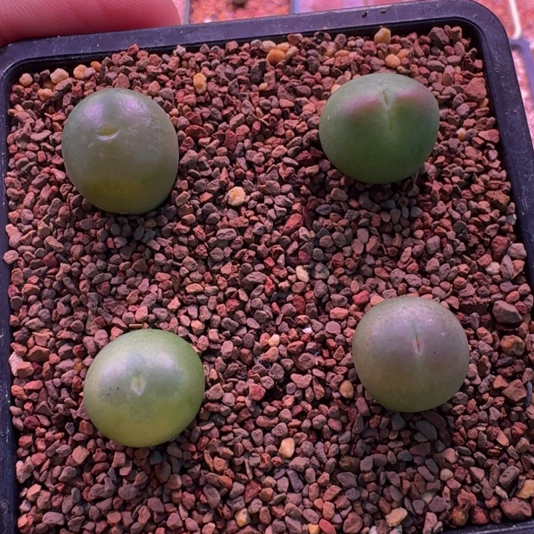 高***黎云缦精品番杏26.27 拉登sp桃太郎