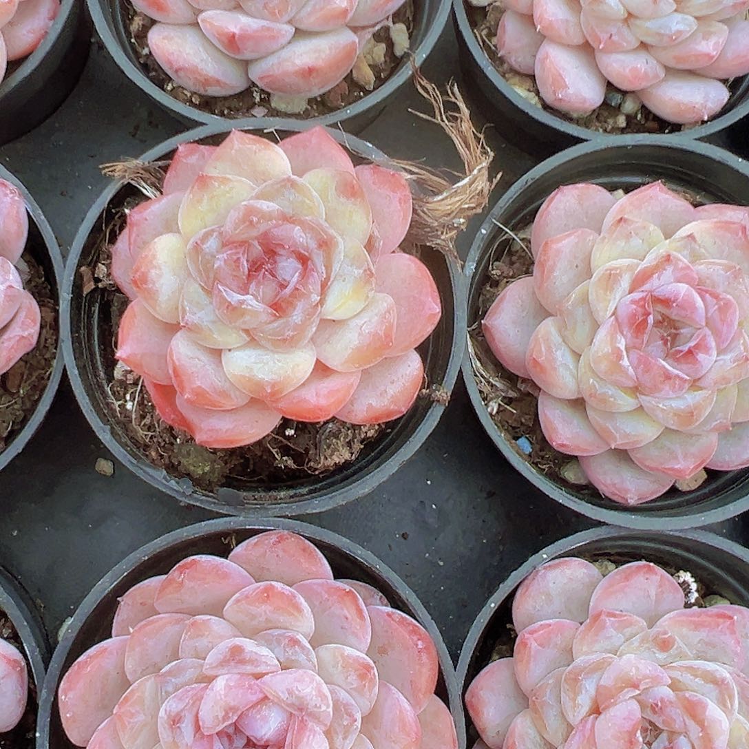 粉冰冰3颗19包邮多肉