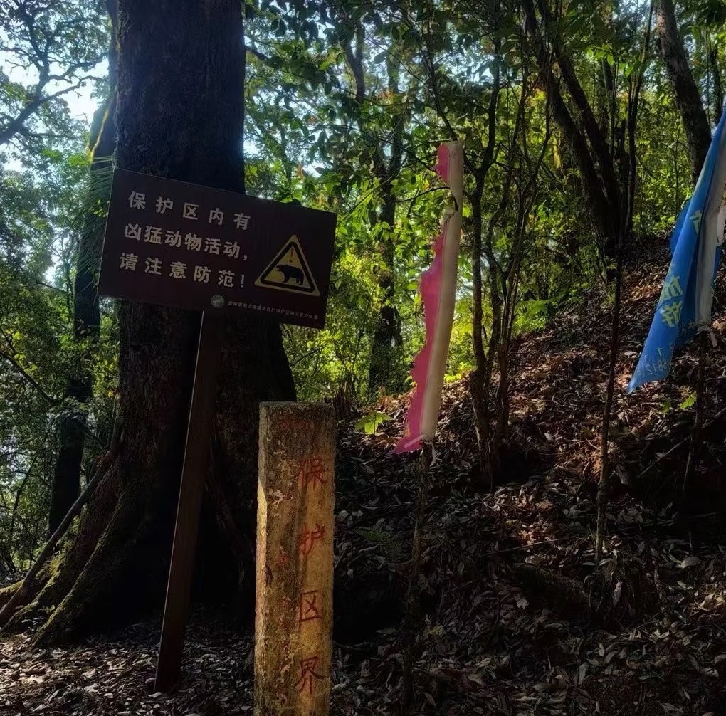 2025年本山千年单株头春【普洱生茶】