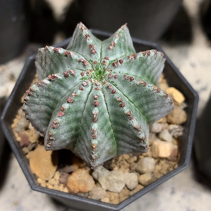 白肌魁伟玉仙人球专拍链接