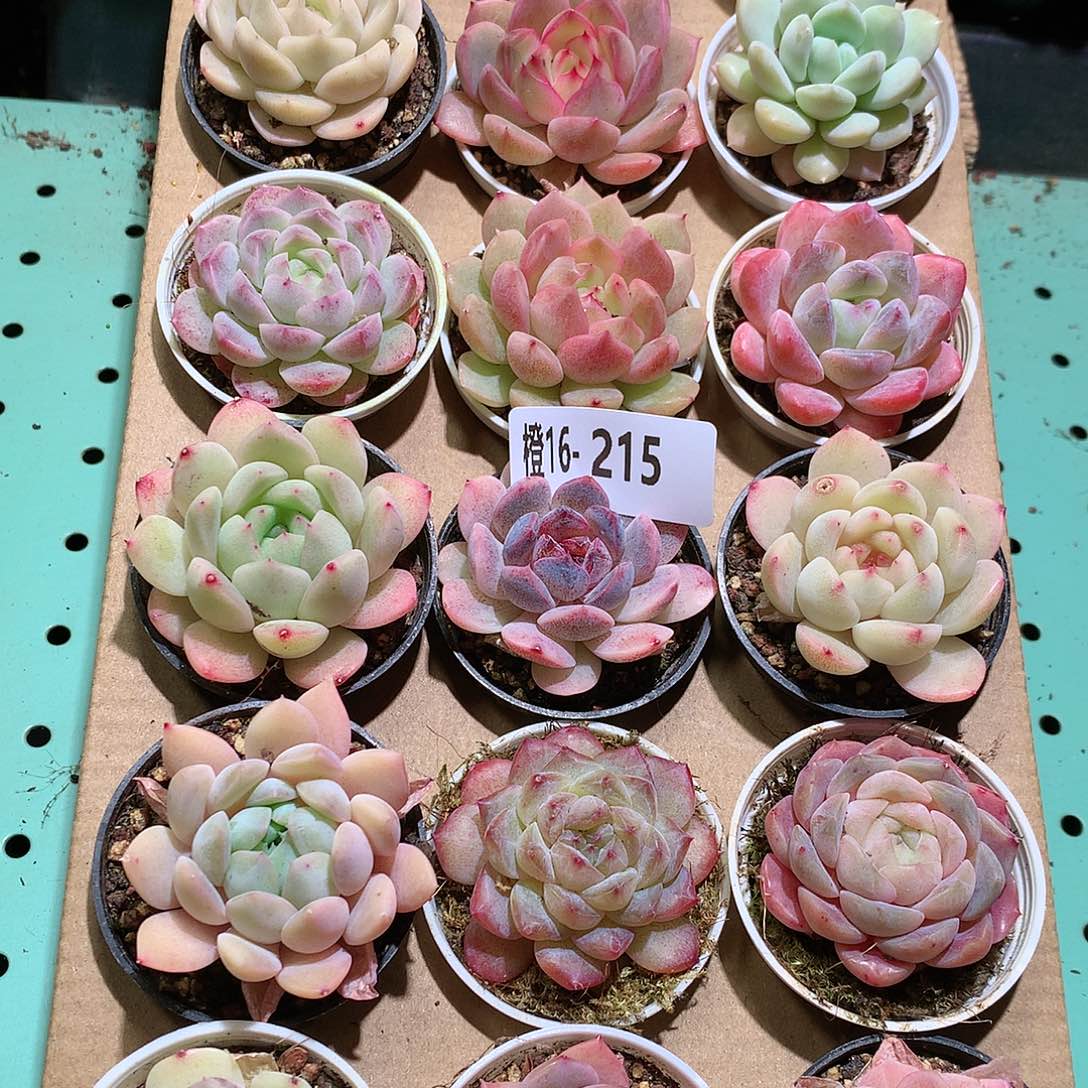 16-215一物一拍带盆18颗