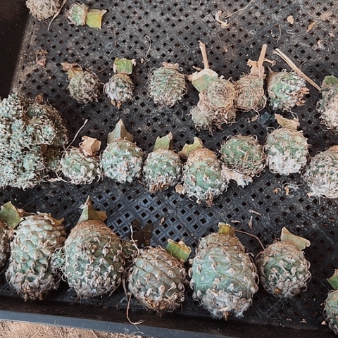 一筐娇丽打包仙人球