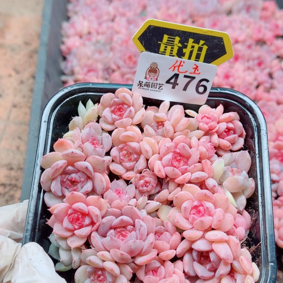 多肉植物多肉植物