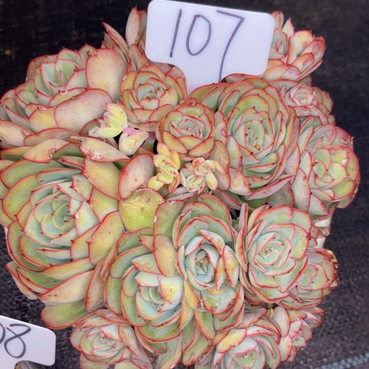 友家多肉一物一拍107