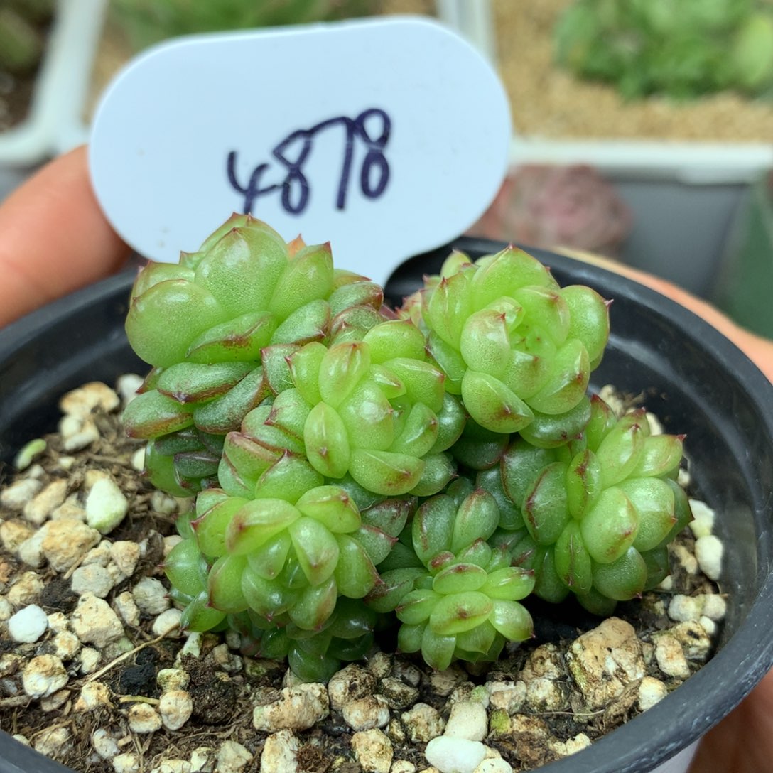 灯泡珍妮超多头群4878