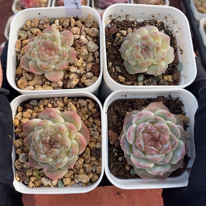 1126-511，冰魄4个