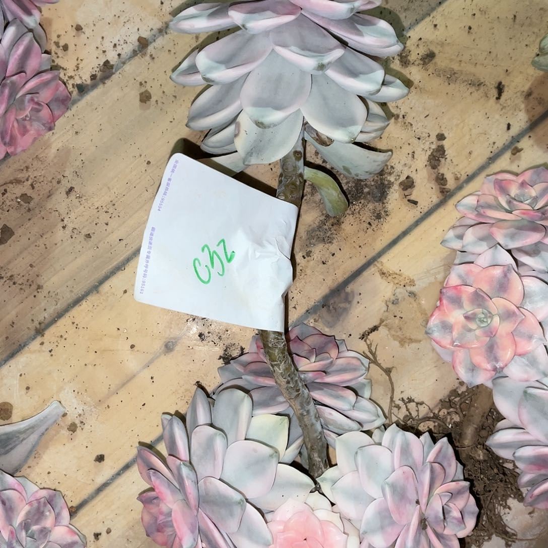 ?***香冷白皮紫乐景C32