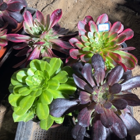 194多肉植物组合