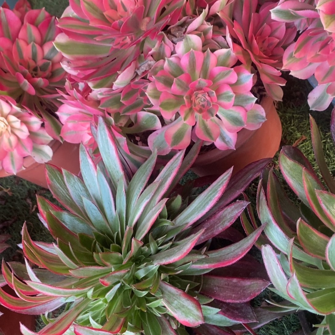 粉女巫➕凤凰多肉1颗多肉