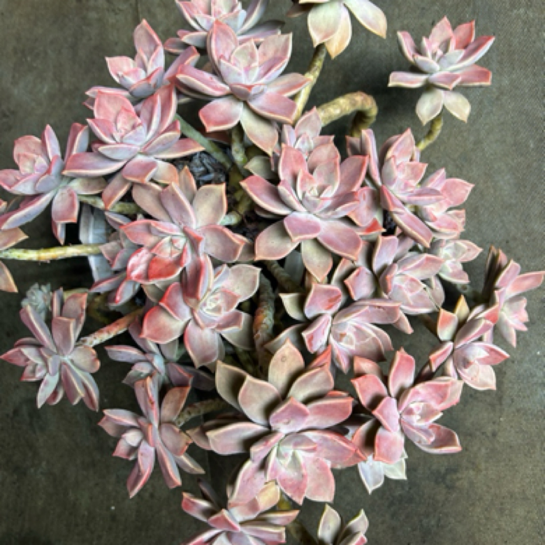 （胧月）整装老桩飘枝盆栽多肉