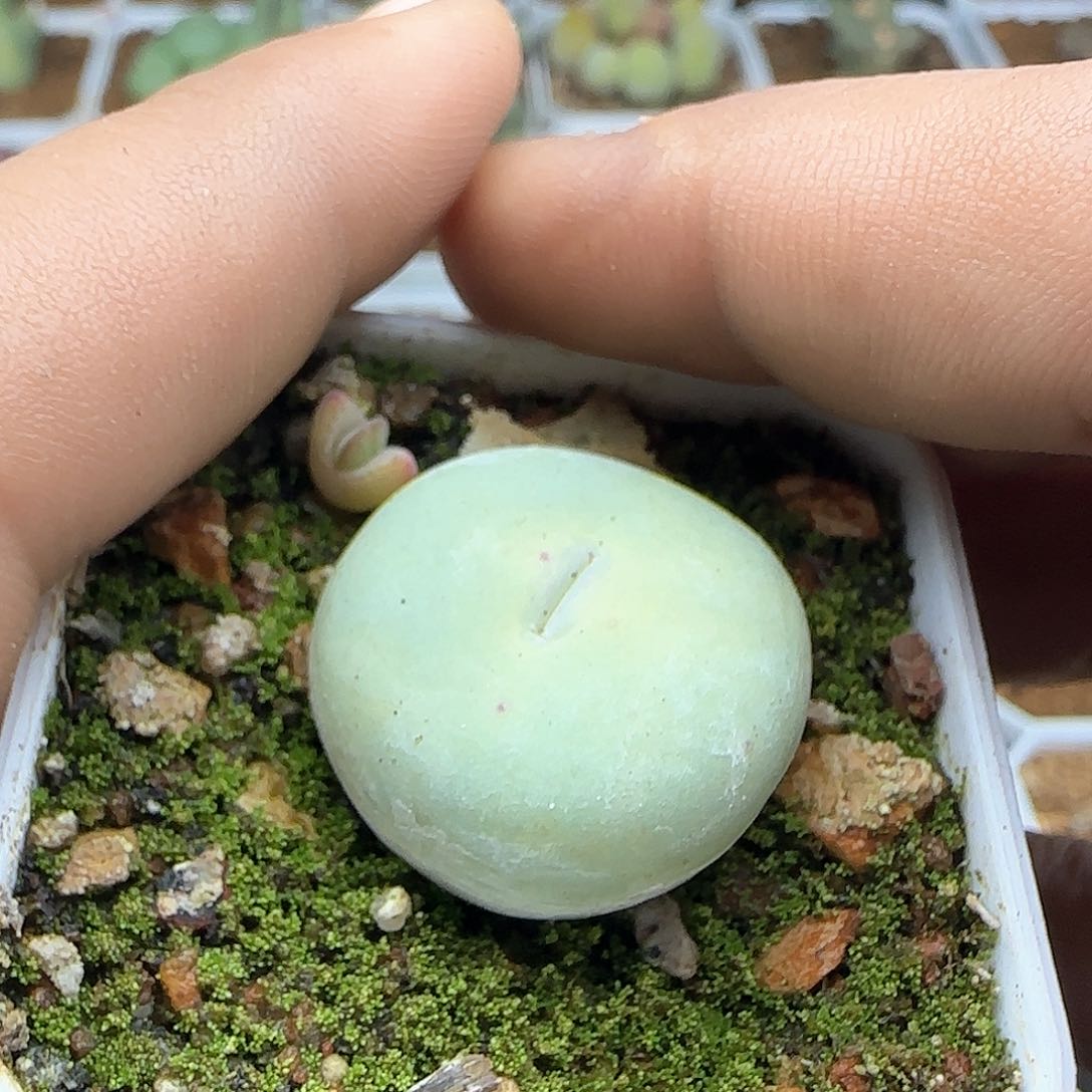 不*说脱土发货28包邮24907