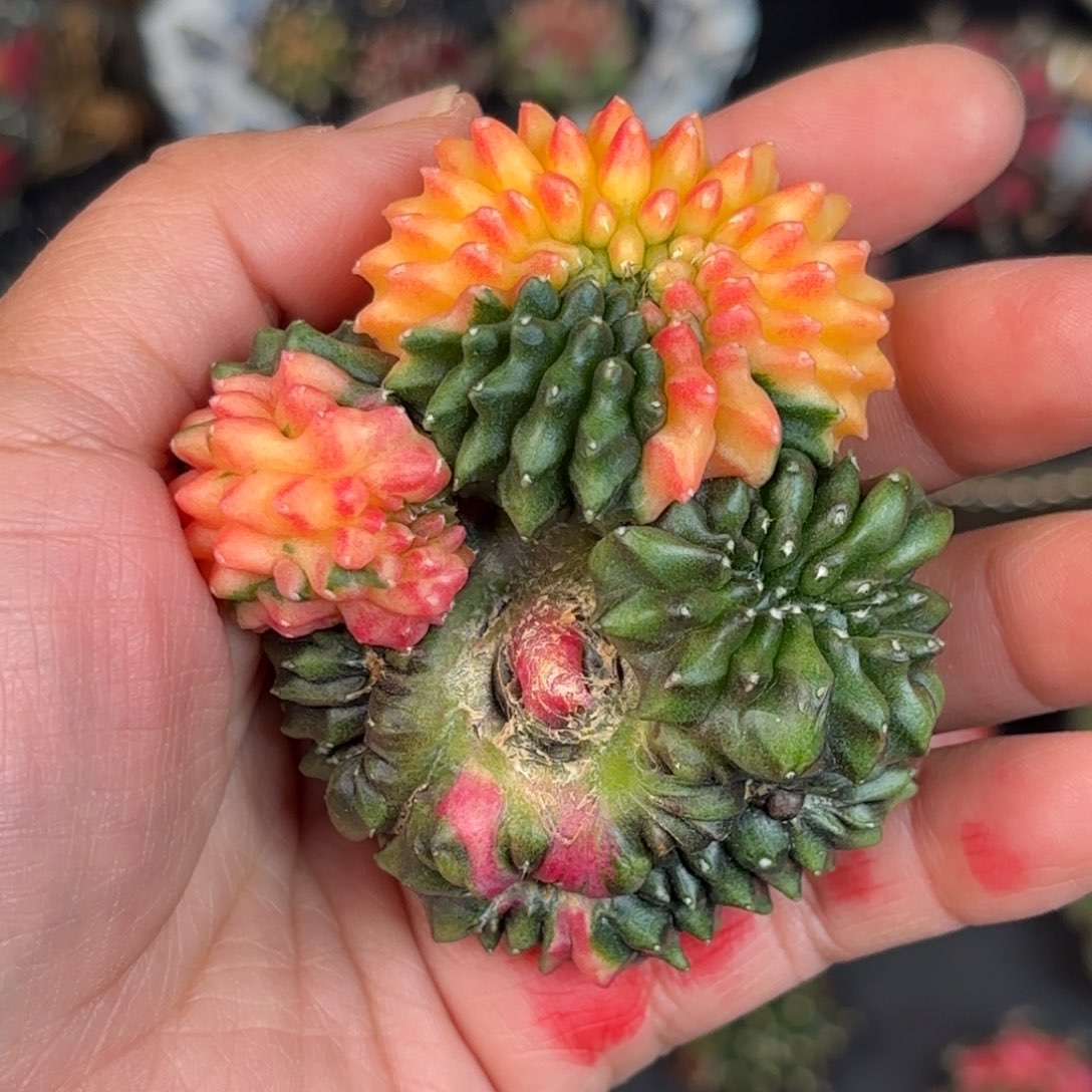 泰系米哈实生貘锦6号