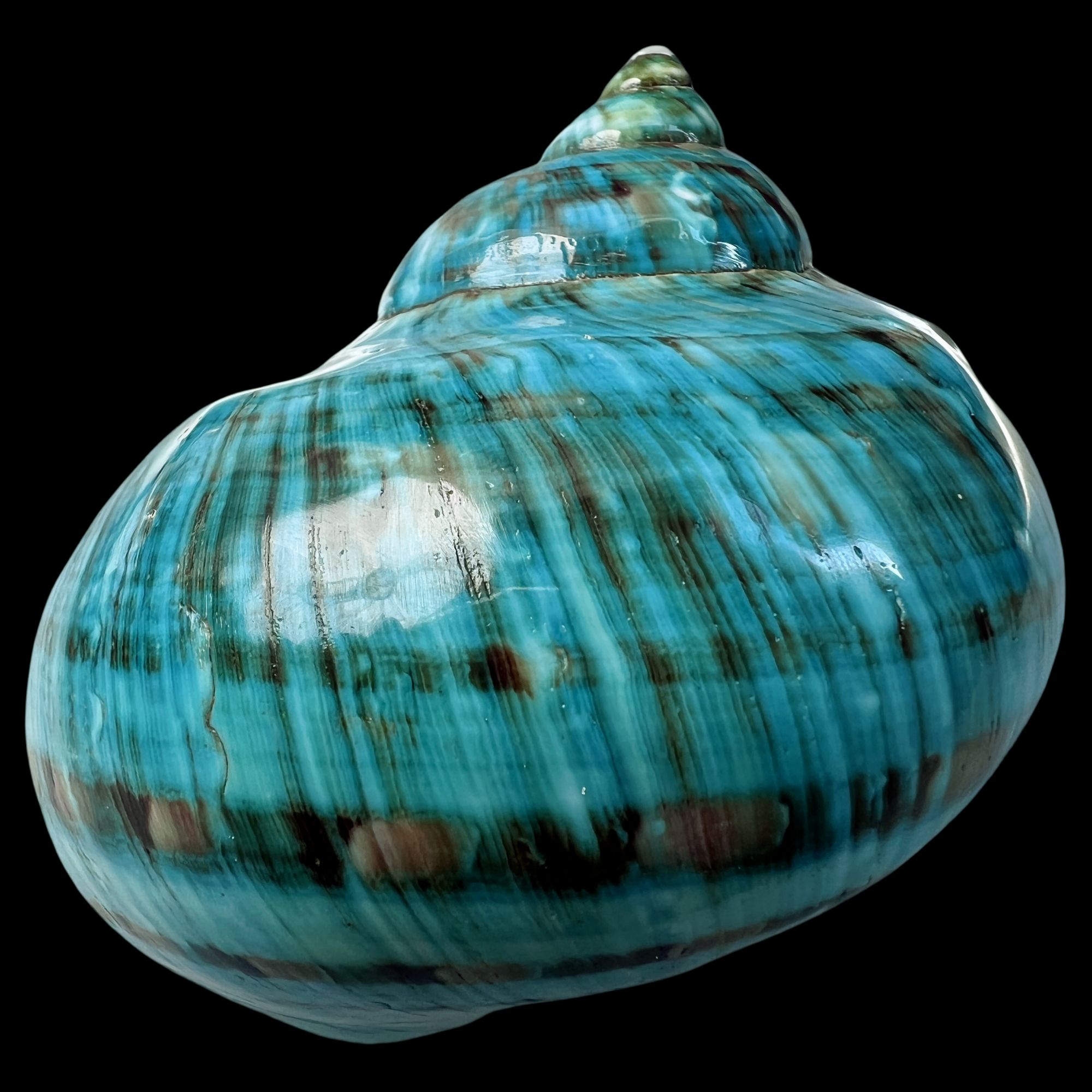 【帝王螺杯（特大！收藏）】89.8mm 赠1串杯托 天然贝壳 C3