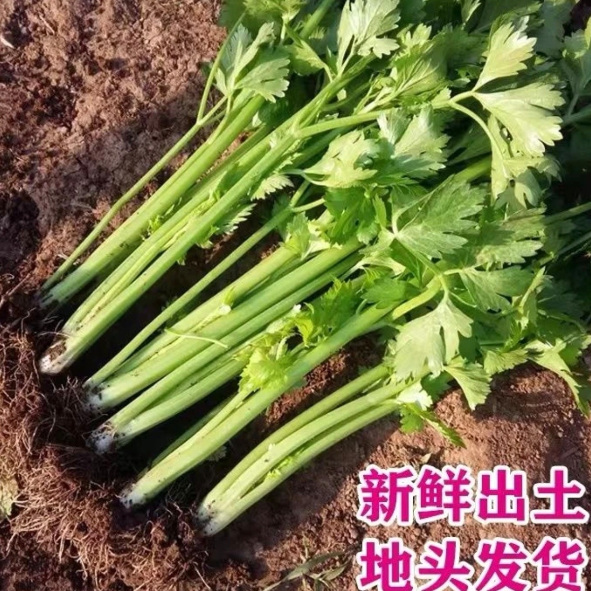 （空心芹菜）湘西本地农家自种