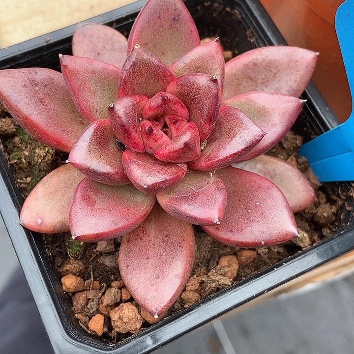 多肉植物玫瑰587