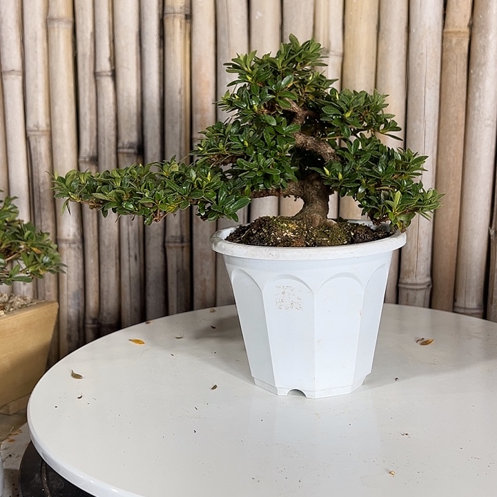 无花朵杜鹃杜鹃花开花开花满地